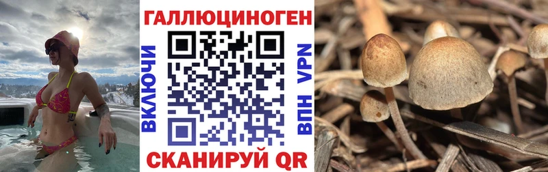 Купить  Колпашево  Псилоцибиновые грибы Cubensis 
